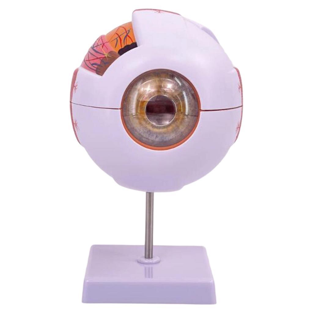 Human Eye Anatomical Model Enl - Science Exhibition Models 评论和价格