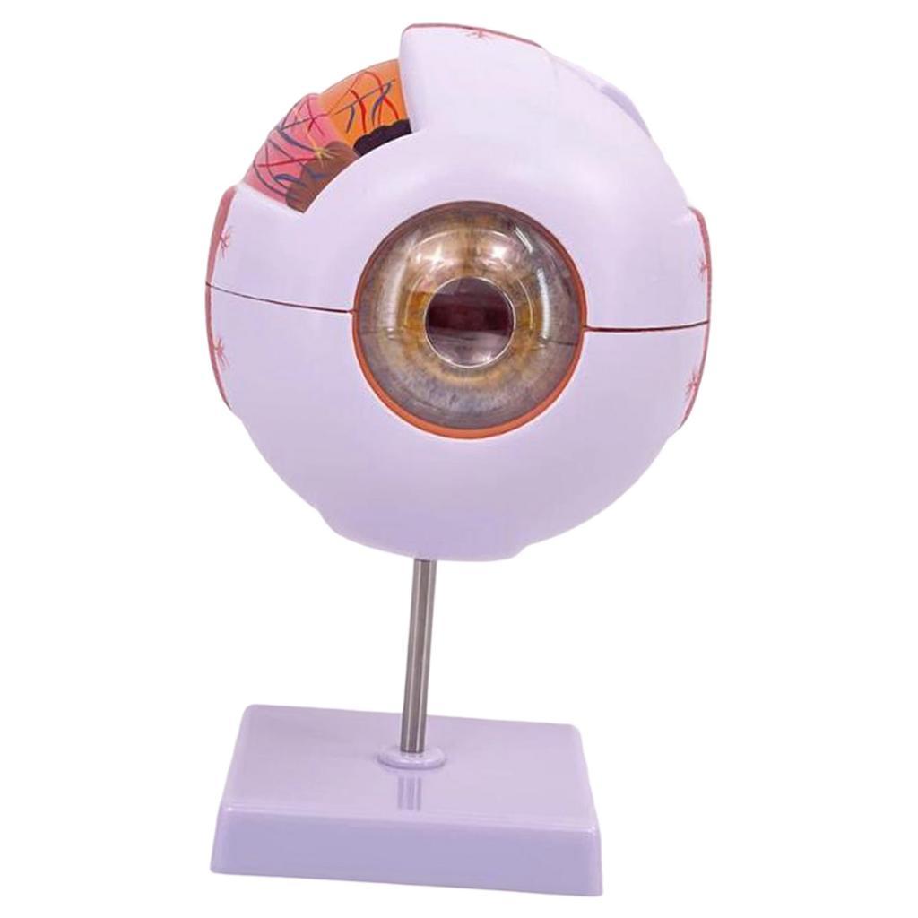 Human Eye Anatomical Model Enl - Science Exhibition Models 评论和价格